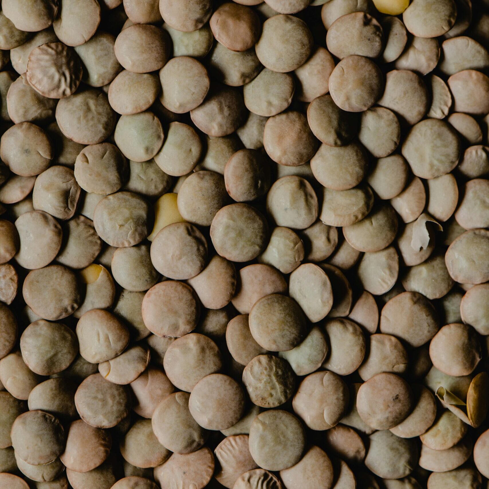 Lenteja Pardina natural, sostenible y rica en nutrientes.