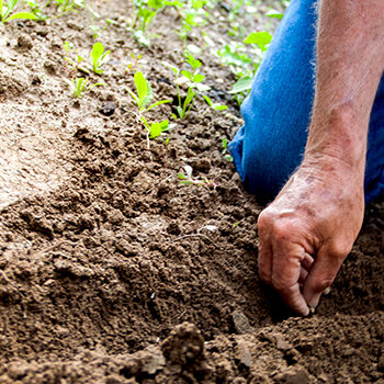 Calidad y sostenibilidad en legumbres Calidad y sostenibilidad en legumbres